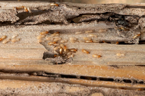 Best Wildlife Control Services  in Gruetli Laager, TN